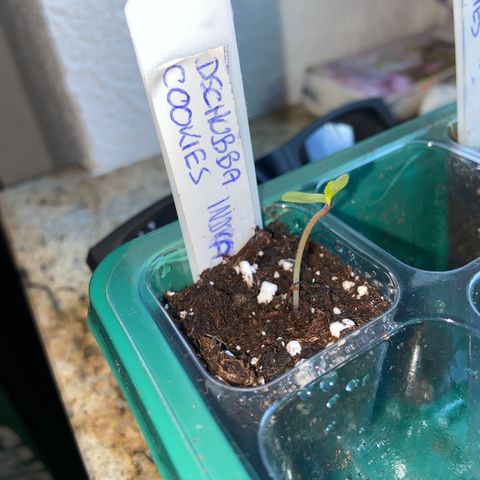 Dschubba Cookies #1 growlog photo: Erstes Licht