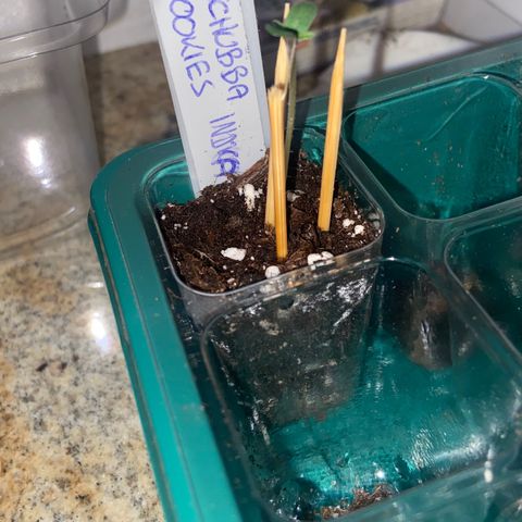 Dschubba Cookies #1 growlog photo: Am Abend schon gewachsen