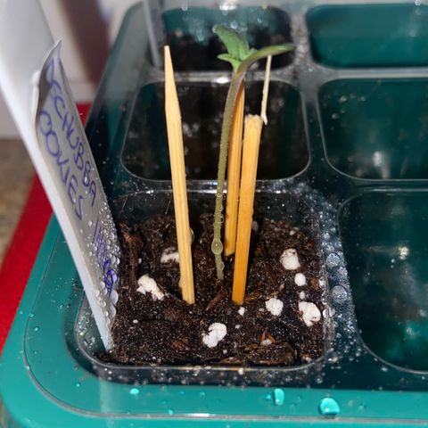 Dschubba Cookies #1 growlog photo: Am Abend schon gewachsen
