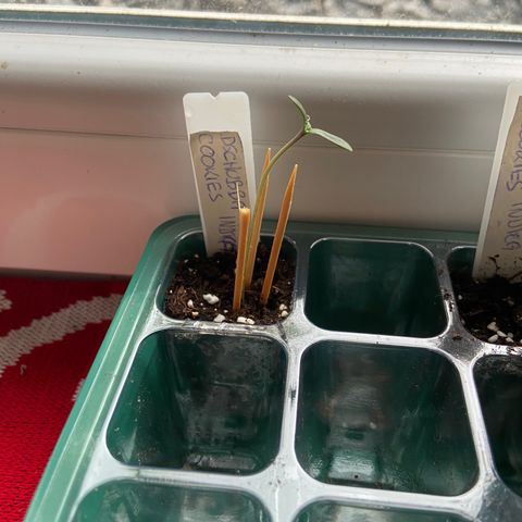 Dschubba Cookies #1 growlog photo: Schon größer