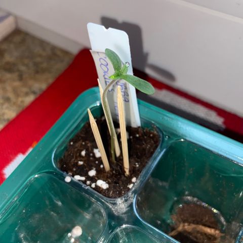 Dschubba Cookies #1 growlog photo: Schon größer