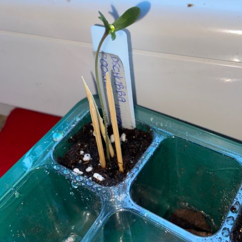 Dschubba Cookies #1 growlog photo: Langsam zu groß
