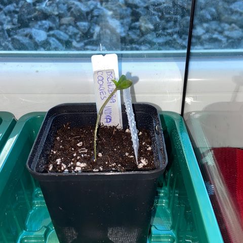 Dschubba Cookies #1 growlog photo: Umgetopft und abgestützt