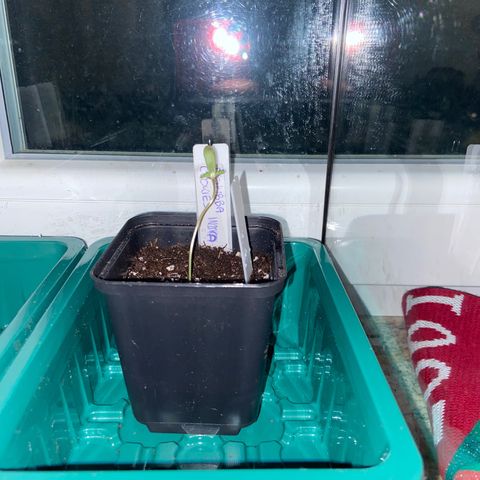 Dschubba Cookies #1 growlog photo: Steht am Abend wieder von selber