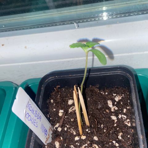 Dschubba Cookies #1 growlog photo: Erster Wachstumsbeginn