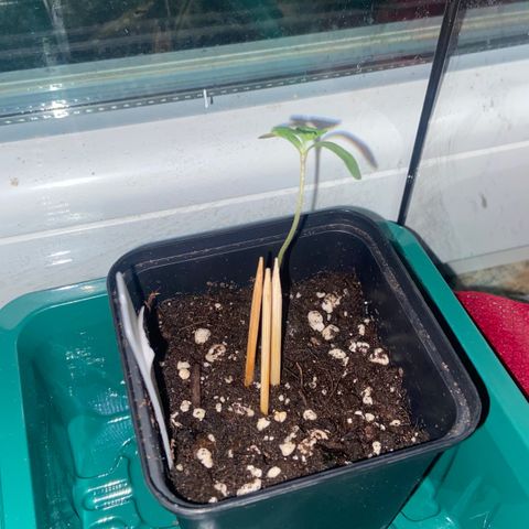 Dschubba Cookies #1 growlog photo: Erster Wachstumsbeginn