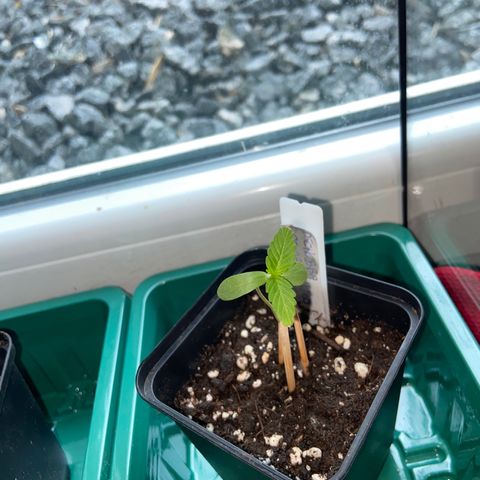 Dschubba Cookies #1 growlog photo: Sie ist gewachsen