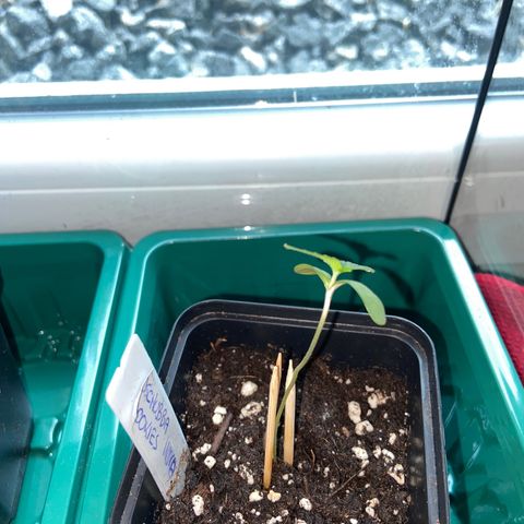 Dschubba Cookies #1 growlog photo: Sie ist gewachsen