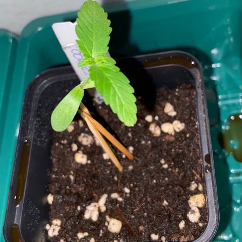 Dschubba Cookies #1 growlog photo: Gegossen + Bio Bloom, Top Max, Bio Grow