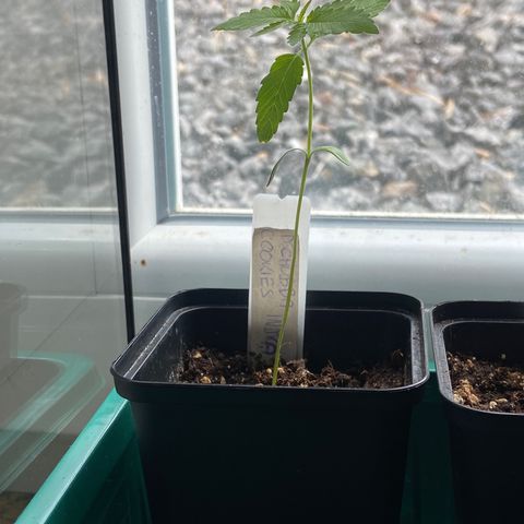 Dschubba Cookies #1 growlog timeline photo