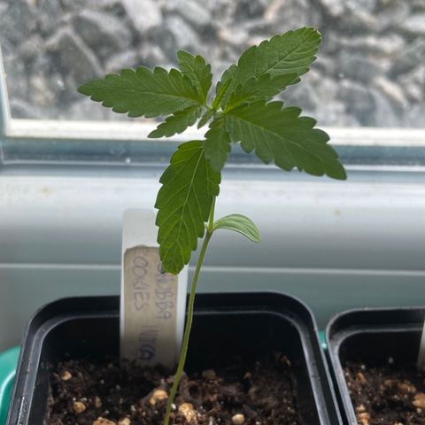 Dschubba Cookies #1 growlog timeline photo