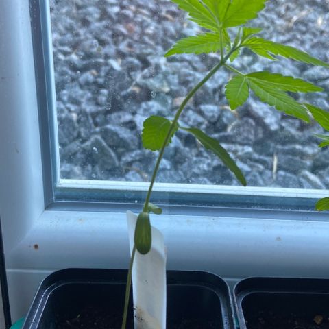 Dschubba Cookies #1 growlog timeline photo