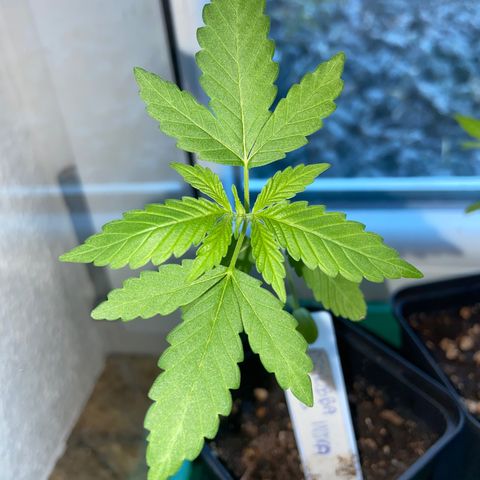 Dschubba Cookies #1 growlog timeline photo