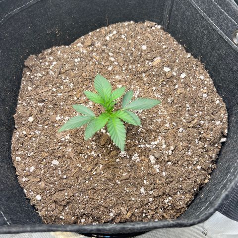 Runtz growlog timeline photo