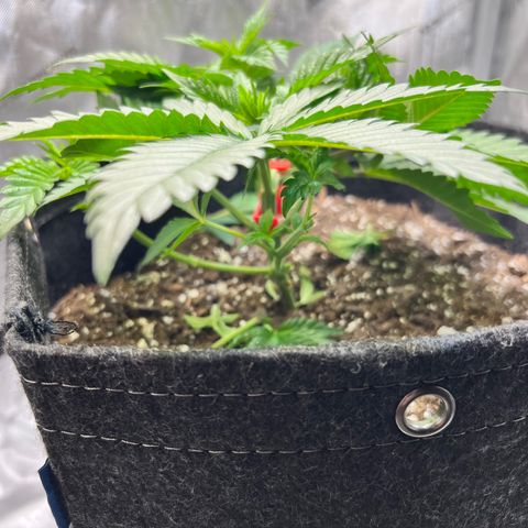 Runtz growlog timeline photo