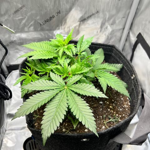 Runtz growlog timeline photo
