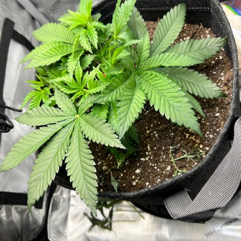 Runtz growlog timeline photo