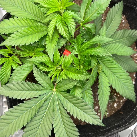 Runtz growlog timeline photo