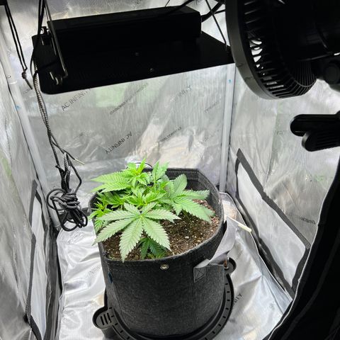 Runtz growlog timeline photo