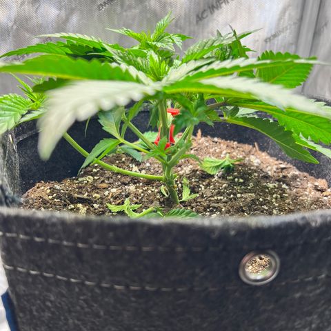Runtz growlog timeline photo