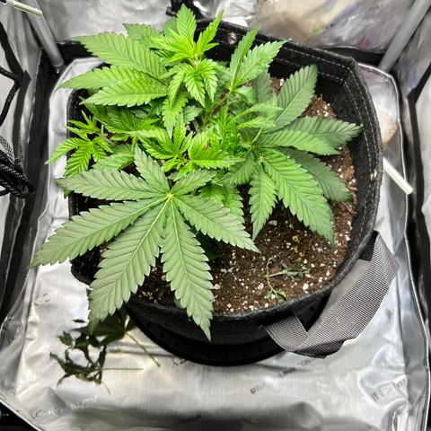 Runtz growlog timeline photo