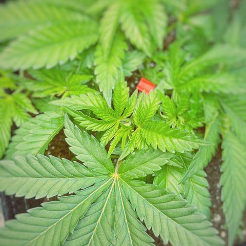 Runtz growlog timeline photo