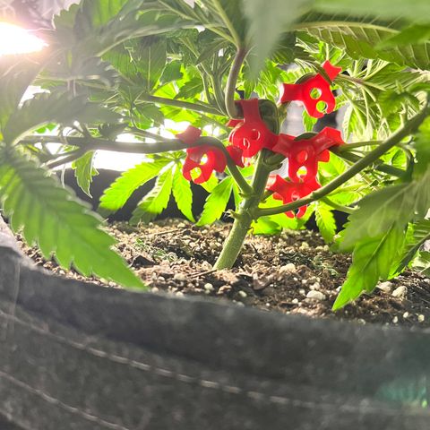 Runtz growlog timeline photo