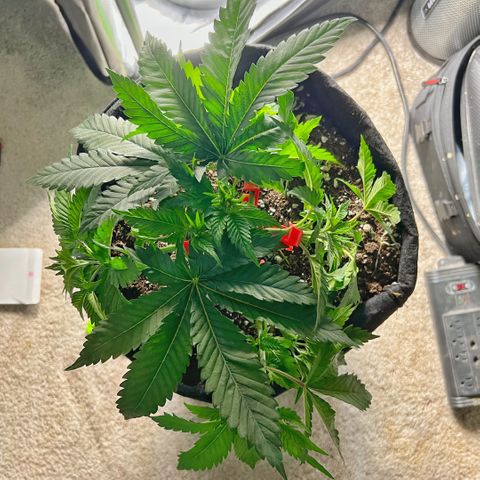 Runtz growlog timeline photo