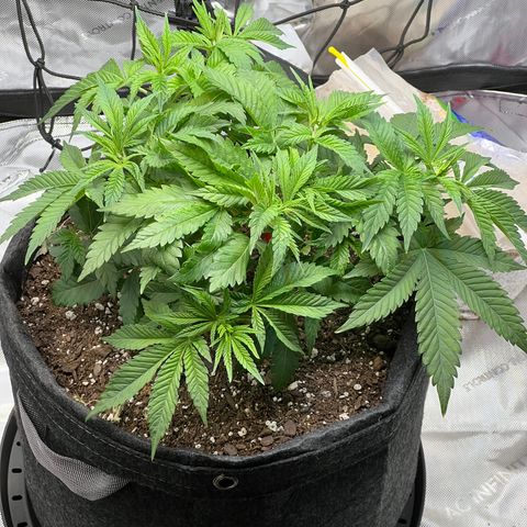 Runtz growlog timeline photo