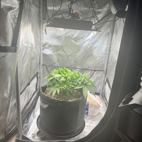Runtz growlog timeline photo