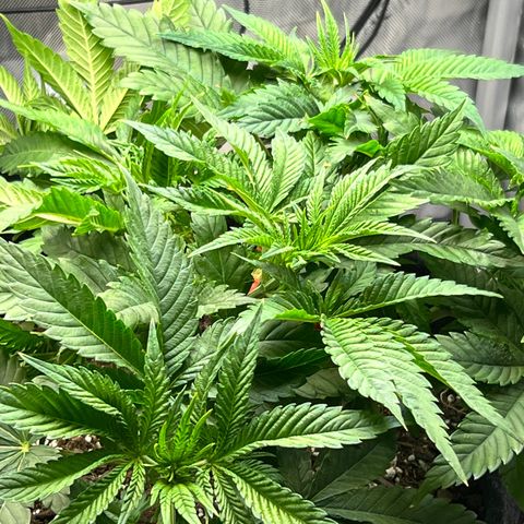 Runtz growlog timeline photo