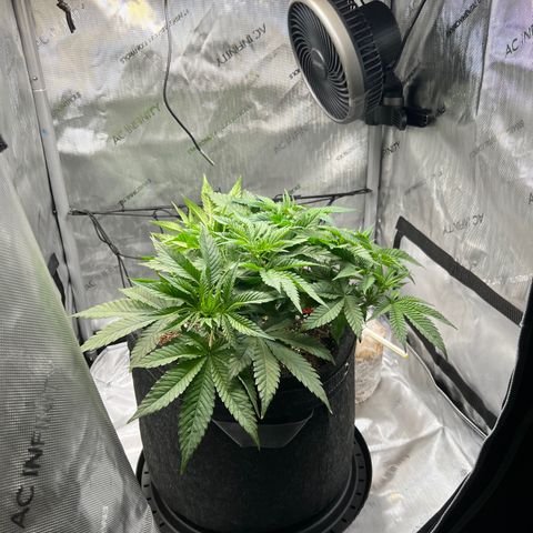 Runtz growlog timeline photo