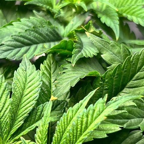 Runtz growlog timeline photo