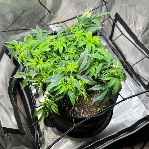 Runtz growlog timeline photo