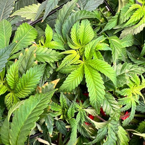 Runtz growlog timeline photo