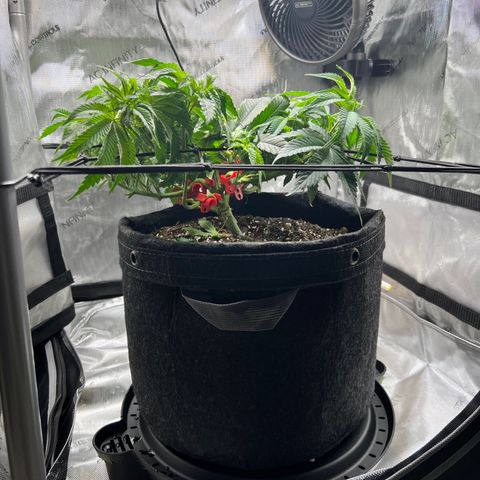 Runtz growlog timeline photo