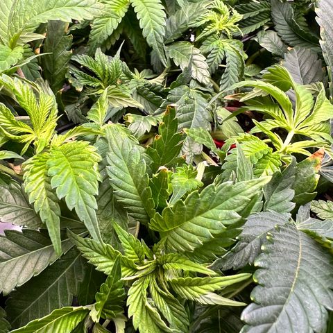 Runtz growlog timeline photo