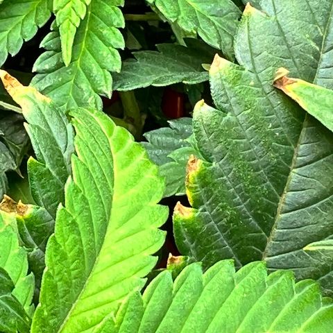 Runtz growlog timeline photo