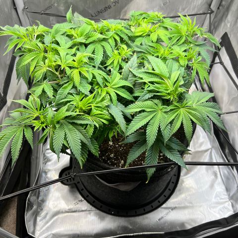 Runtz growlog timeline photo