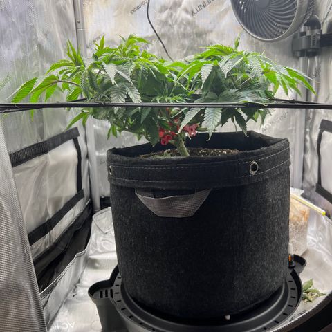 Runtz growlog timeline photo