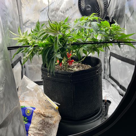 Runtz growlog timeline photo