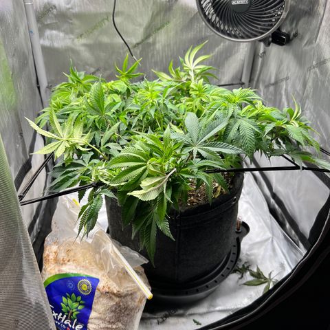 Runtz growlog timeline photo
