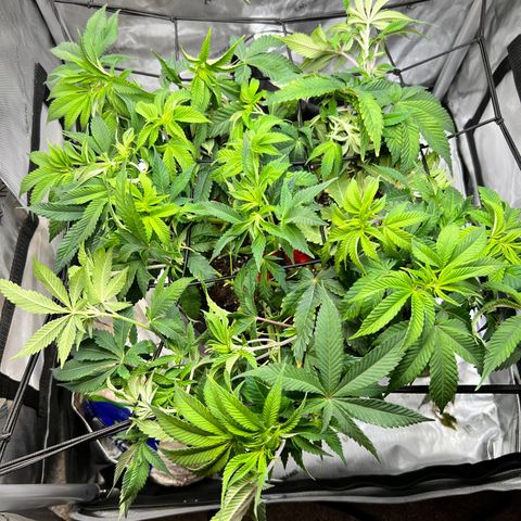 Runtz growlog timeline photo