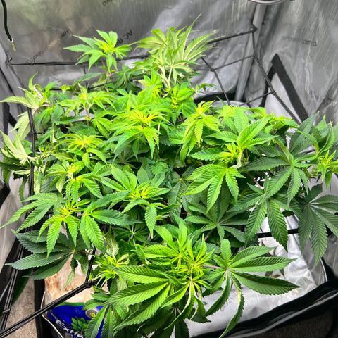 Runtz growlog timeline photo