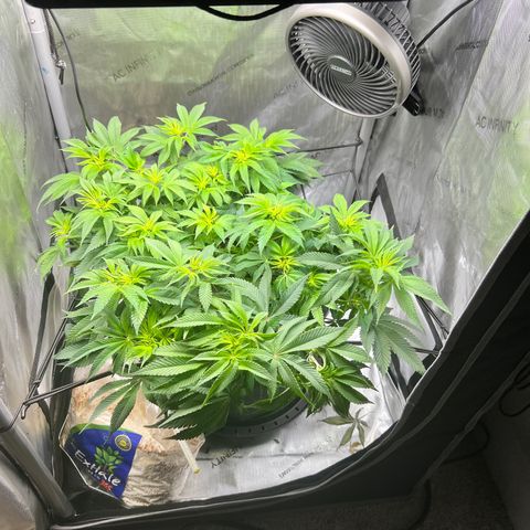 Runtz growlog timeline photo