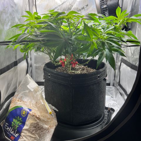 Runtz growlog timeline photo
