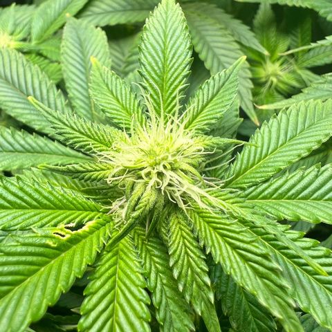 Runtz growlog timeline photo