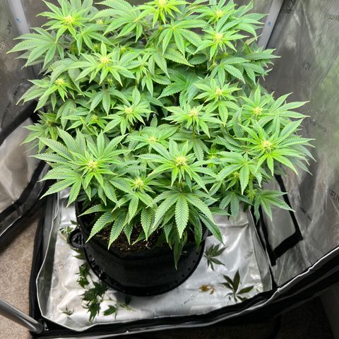 Runtz growlog timeline photo