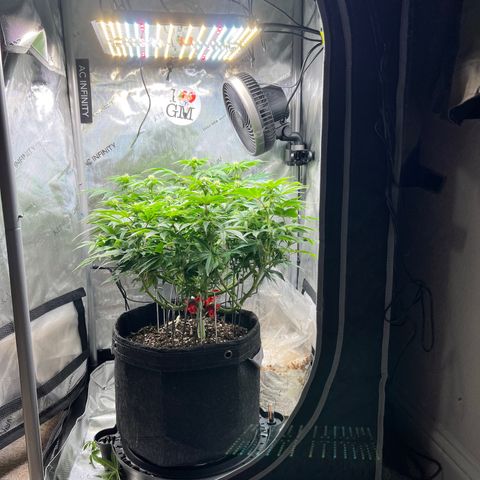 Runtz growlog timeline photo