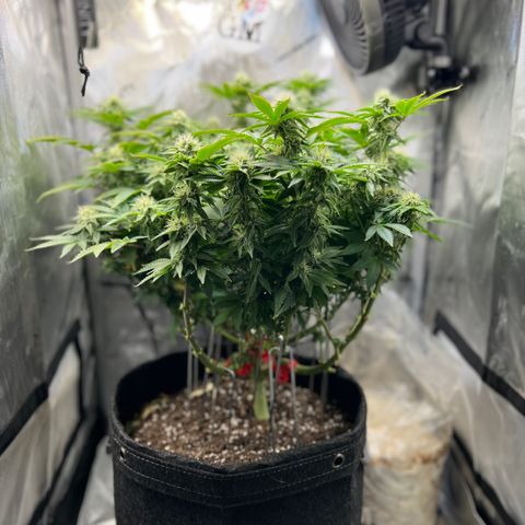 Runtz growlog timeline photo